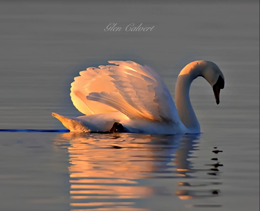 swan