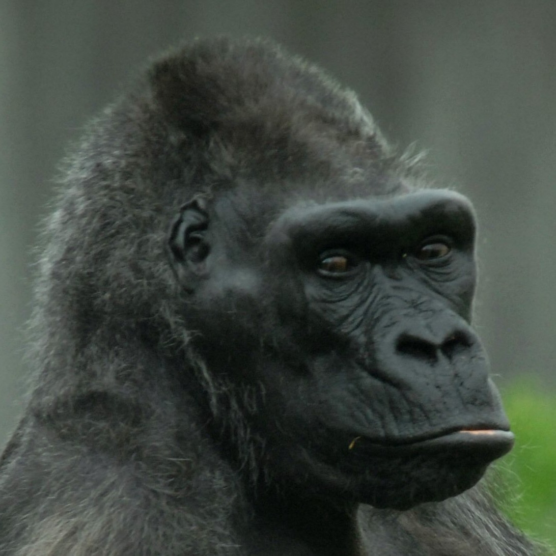 Farewell to Delilah Honouring the Legacy of Belfast Zoo's Oldest