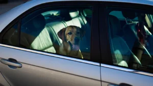dog in a hot car