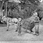 Children Bringing Home the Turf – A Glimpse into Rural Life in Early 1900s Glenariff