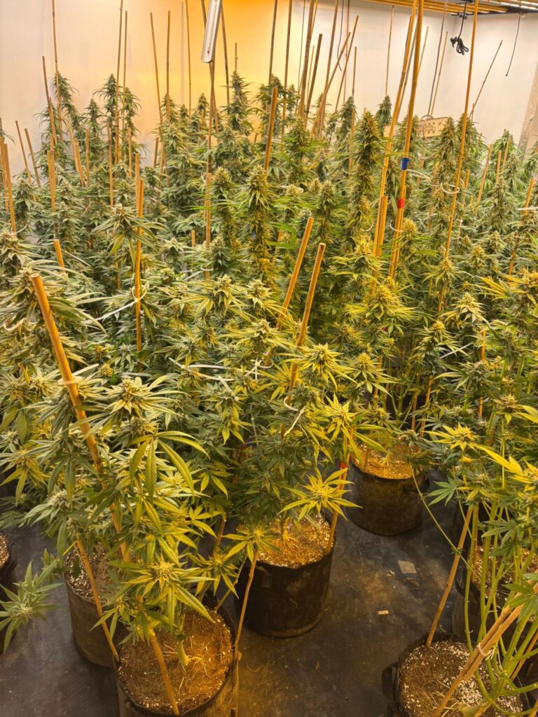PSNI Cannabis Seizure Northern Ireland