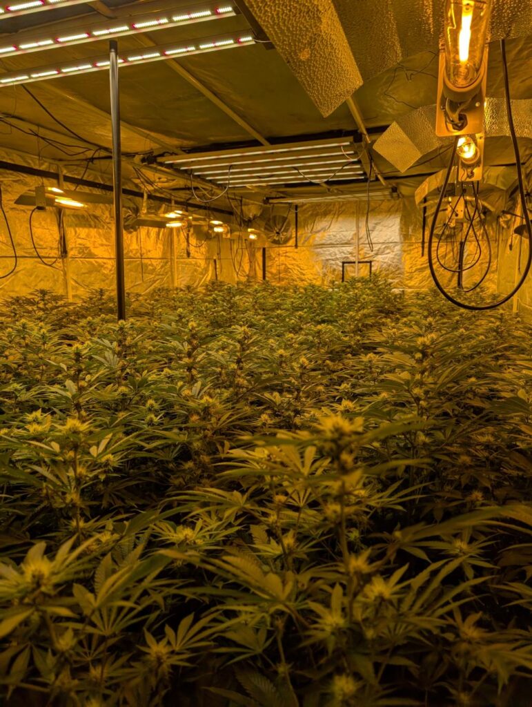 Police dismantle £1m cannabis grow in Antrim
