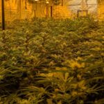 Police dismantle £1m cannabis grow in Antrim