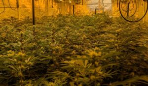 Police dismantle £1m cannabis grow in Antrim