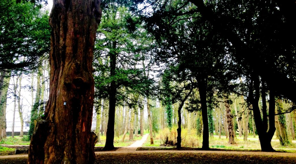 Tree ID Workshop