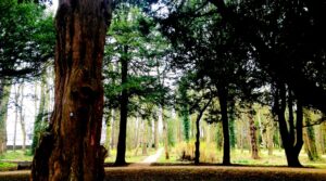 Tree ID Workshop