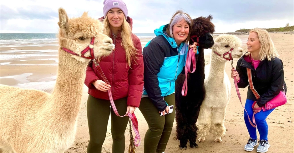 Cranfield Alpaca Beach Treks - Autumn Dates Event image