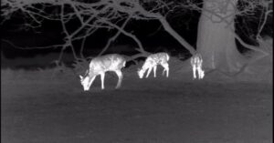 Nocturnal Nature at Crom Event image