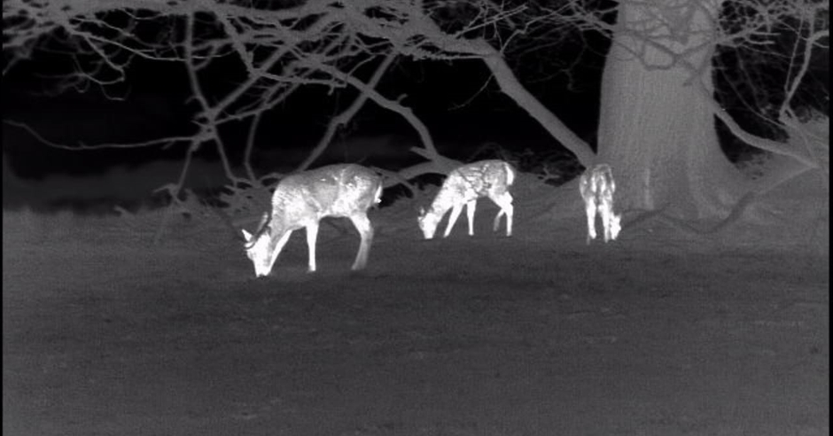 Nocturnal Nature at Crom Event image