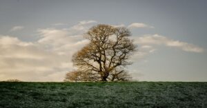 Treelore and Tree ID (New for 2026) Event image