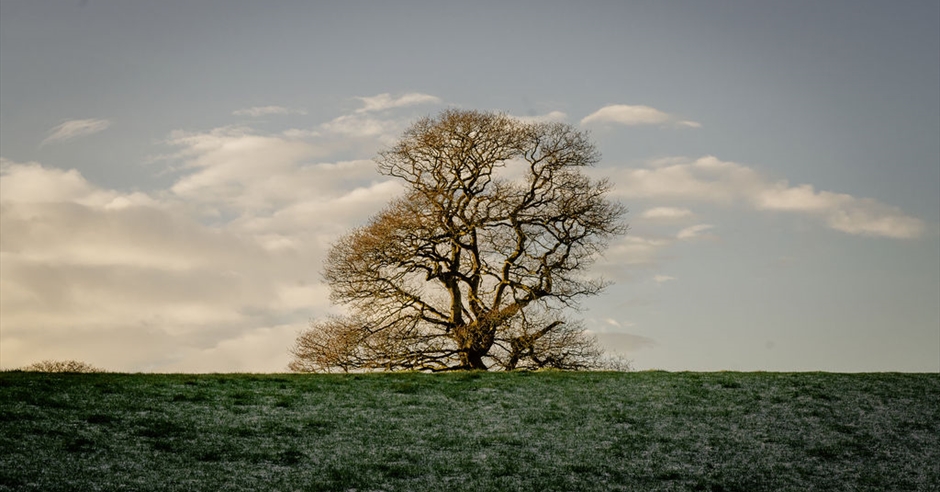 Treelore and Tree ID (New for 2026) Event image