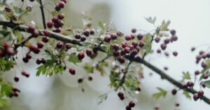 Winter Foraging Event image