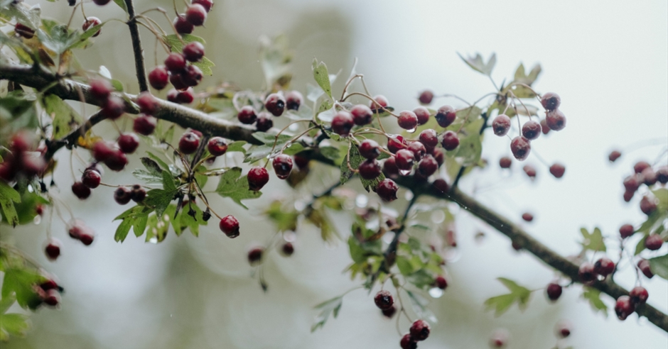 Winter Foraging Event image