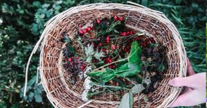 Autumn Foraging Walk Event image