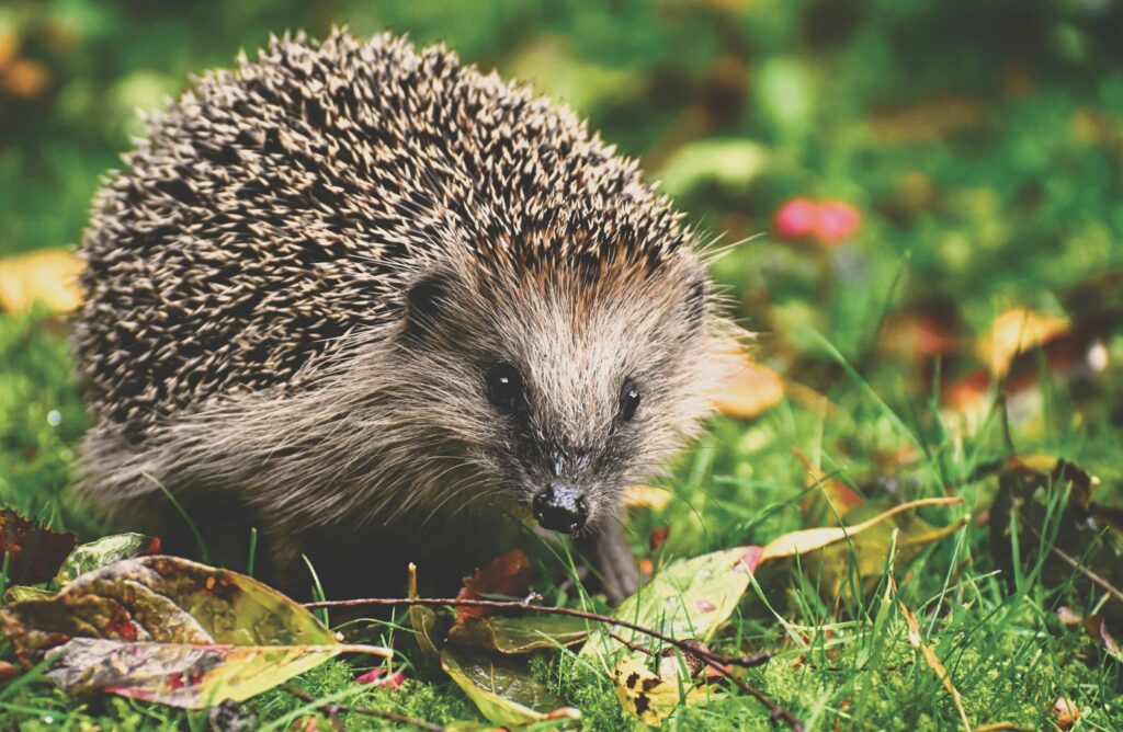 Illustrative European hedgehog; not photographed at either event and not a promise of a live animal encounter.