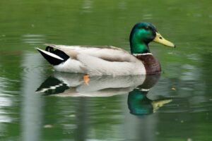 Mallard on water; illustrative wildlife photograph, not photographed at Springfield Dam