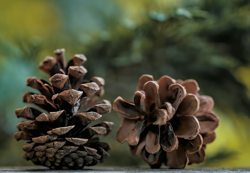 Illustrative pine cones for a seasonal woodland craft theme; not the event venue or a completed activity.