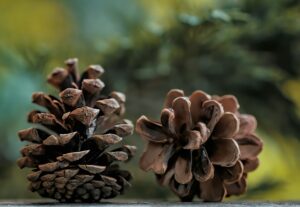 Illustrative pine cones for a seasonal woodland craft theme; not the event venue or a completed activity.