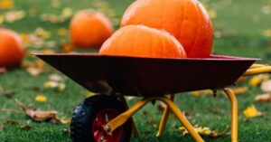 Pumpkin Patch at Castle Kitchen + Bar Event image